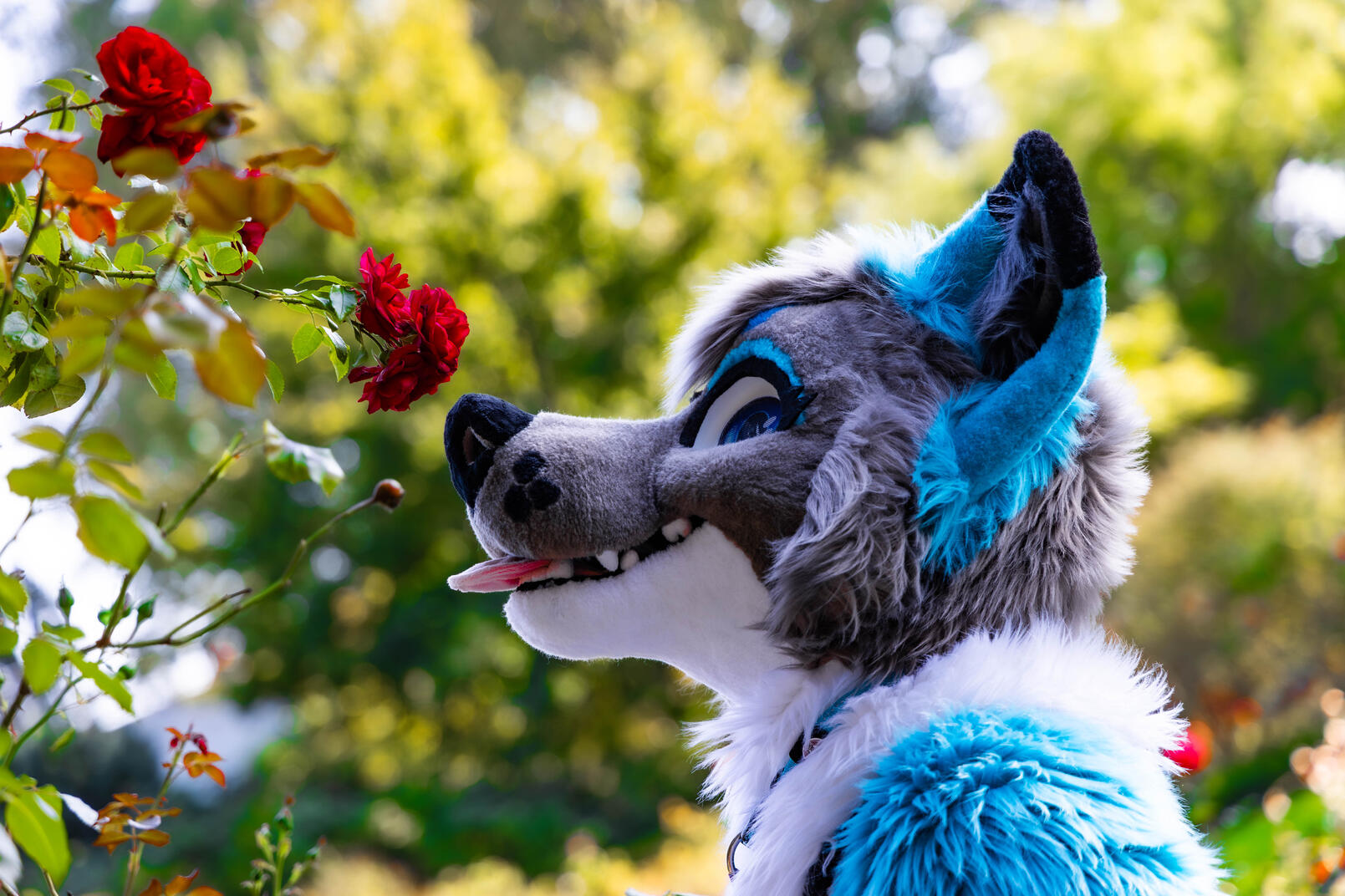 Ikaros - IG @paw.ikaros