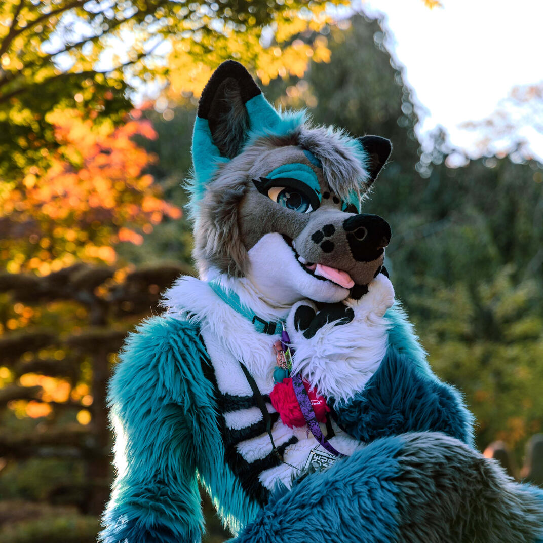 Ikaros - IG @paw.ikaros